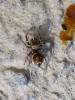 Heliophanus tribulosus